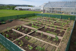 Iceland Heated Garden project